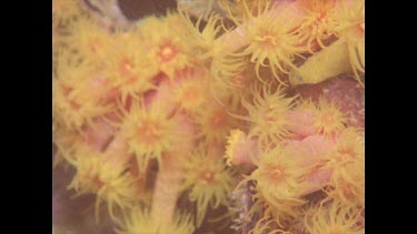zoom out, yellow cup coral