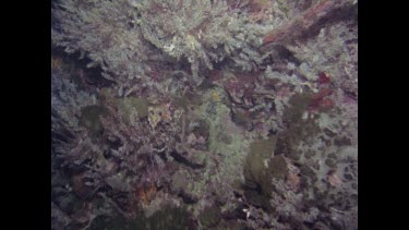 Moray Eel swims around rock