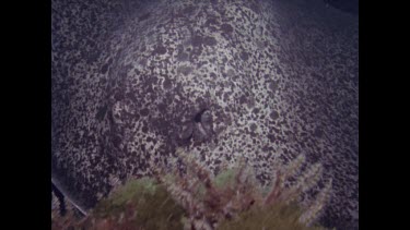 Black stingray swims past camera