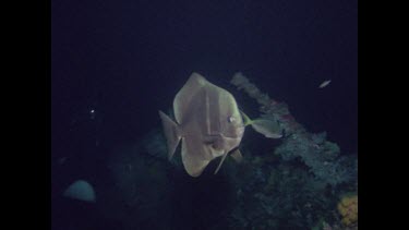 Batfish, front view swims out of shot
