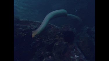 sea snake slithers over rock