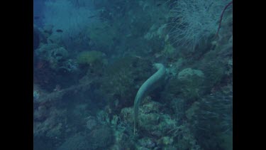sea snake foraging