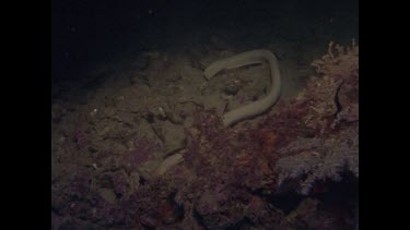 Sea snake at night