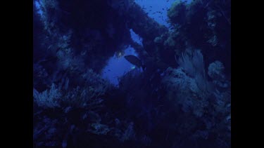 divers swim around Yongala wreck