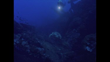 divers and turtle swim around Yongala wreck