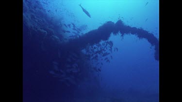 schools of fish, move as divers swim through