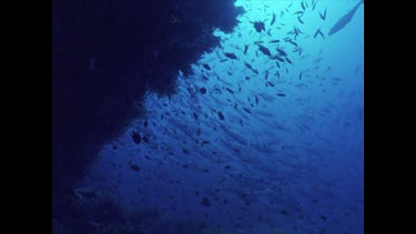 many schools of fish, move as divers swim through