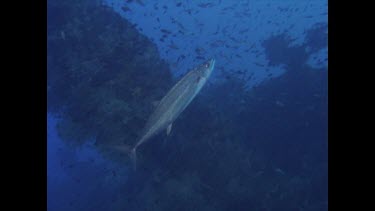 Mackerel swims by