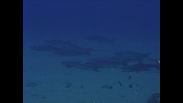 school of Black kingfish swim off sandy bottom