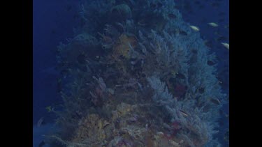 soft coral and stinging hydroids on wreck