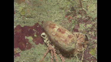 cone shell feeding