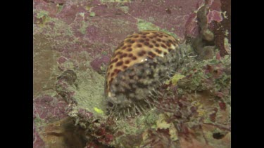 cowrie shell feeding