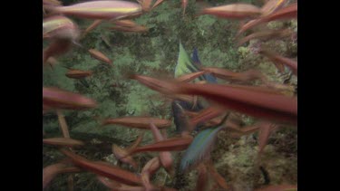 blue angel fish swims among rocks