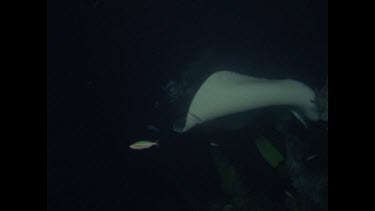 black stingray with fusiliers swimming over it
