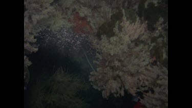 divers exploring the wreck at night