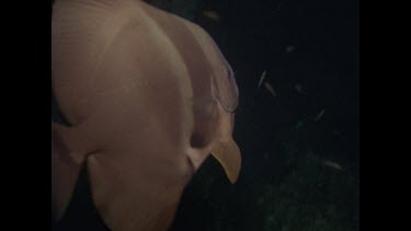 batfish swimming at night