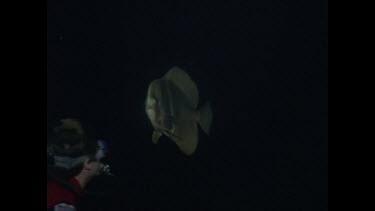 pan up from coral to batfish swimming