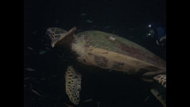 turtle swimming into black water
