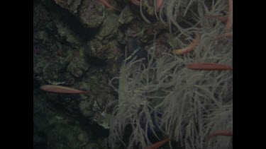 blue angel fish swims among rocks