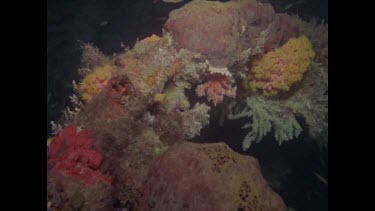 pan across coral growths on wreck