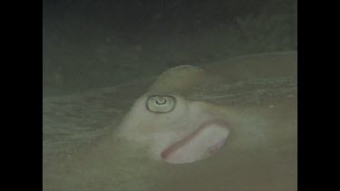 eye of stingray