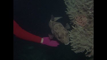 Valerie playing with spotted puffer, zoom in and out