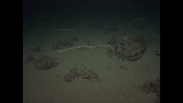 striped sea snake on sea floor