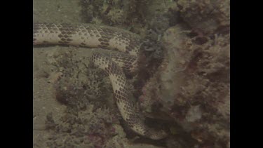 striped sea snake slithering among rocks