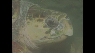 Valerie photographs turtle