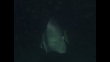 batfish and estuary cod at night
