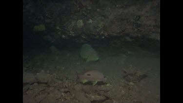 parrot fish swimming slowly under rock
