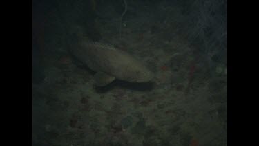 Estuary cod swims among rocks