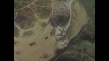 Barnacle on turtles head
