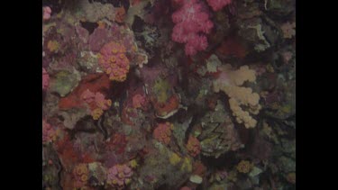many different types of brightly coloured coral and oysters
