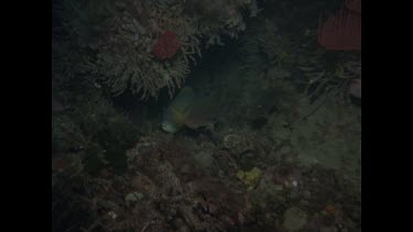 parrot fish swimming in wreck