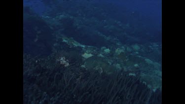 swimming over Yongala wreck in daytime