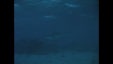 Tiger shark takes fish frame.