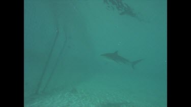 Tiger shark Cook Island behind net then swims above