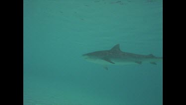 Tiger shark Cook Island.