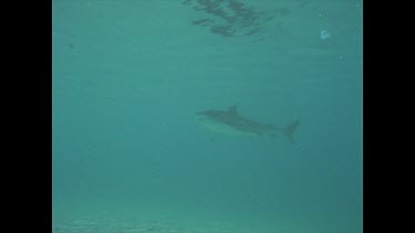 Tiger shark Cook Island.