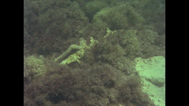 Epaulette shark in weed and swimming.