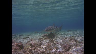 Tawny shark coral sea.