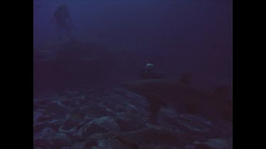 Grey nurse shark at seal rocks Valerie in mesh suite