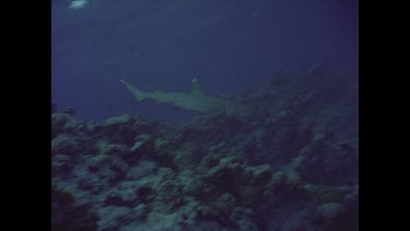 White tip reef shark. Over reef