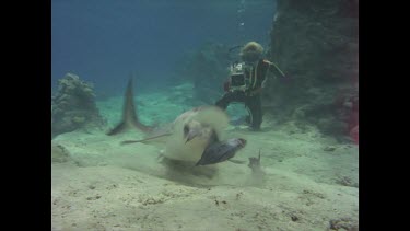 Grey reef shark takes baits.