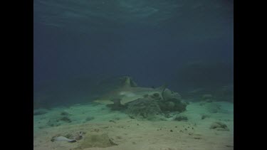 Grey reef shark takes baits.