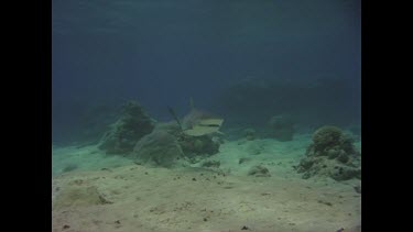 Grey reef shark takes baits.