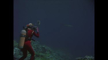 Grey nurse shark swimming over reef