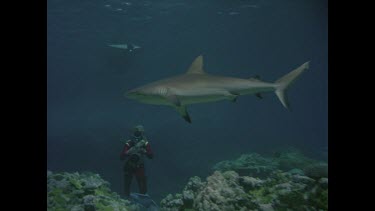 Grey nurse shark swimming over reef