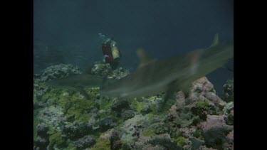 Grey nurse shark swimming fast over reef Valerie photographing behind